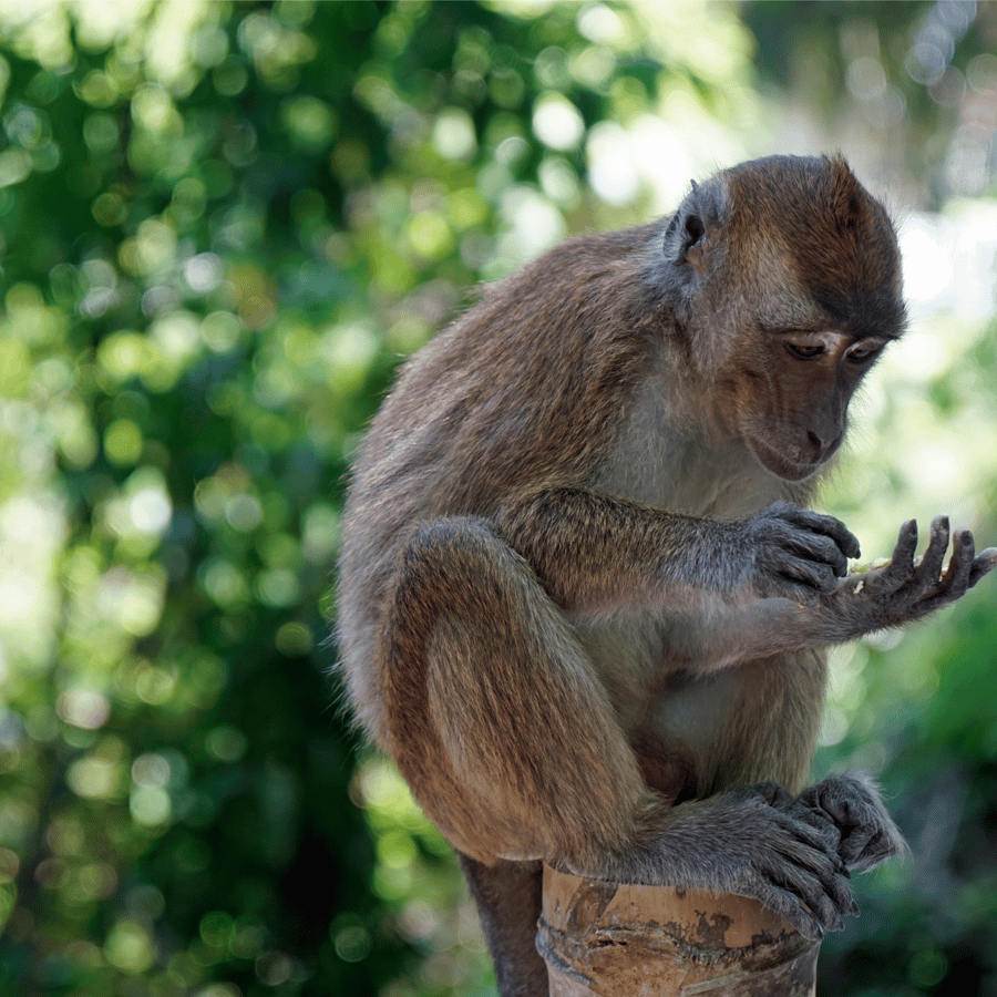 Oslob: Whale Sharks, Tumalog Falls, & Monkey Sanctuary Tour