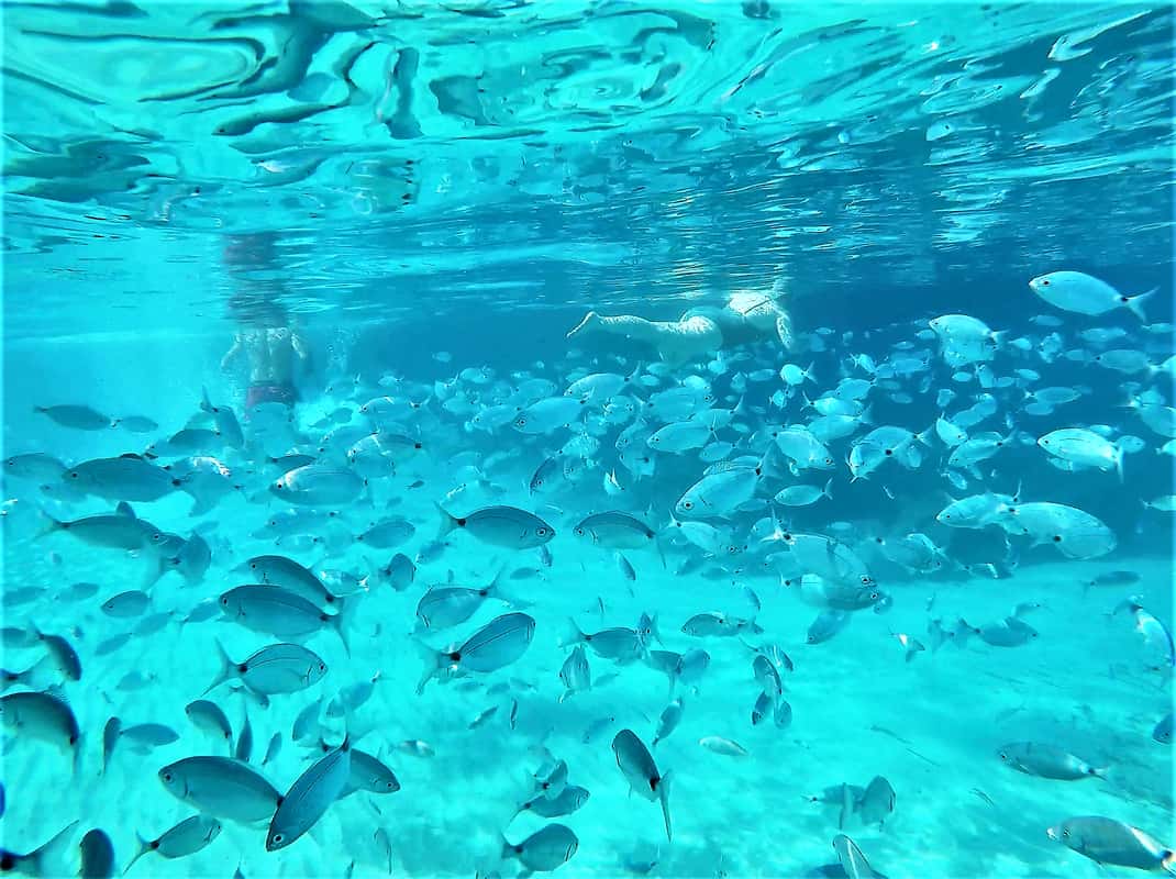 Snorkel- en SUP-boottocht bij de kust van Ibiza