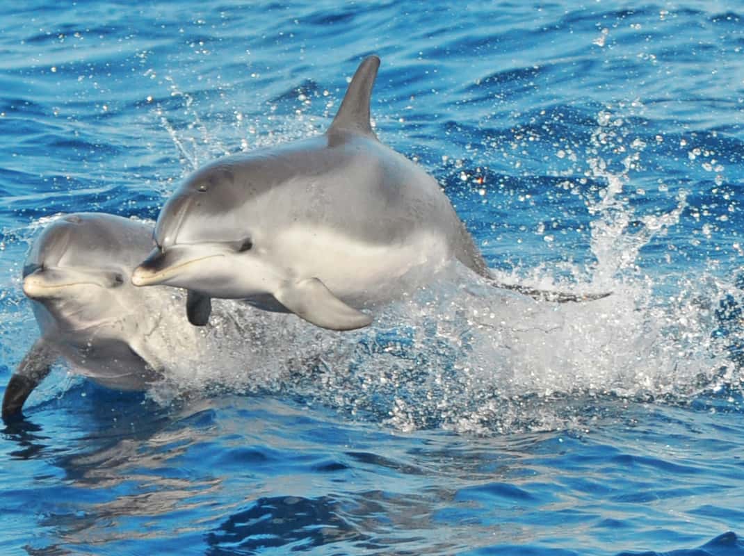 Dolfijnen spotten bij Morro Jable vanaf een boot op Fuerteventura