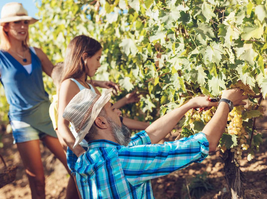 Olive Oil, Raki and Food Tour