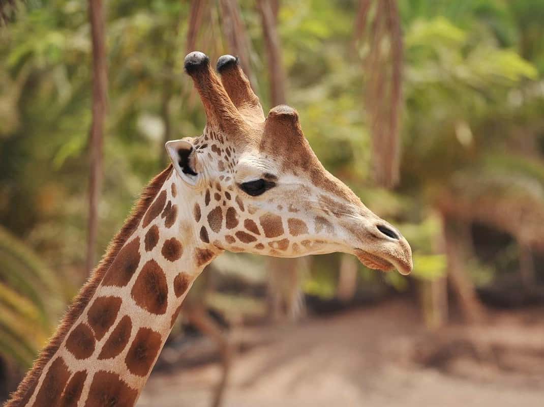 Oasis Wildlife Fuerteventura met dieren en palmen