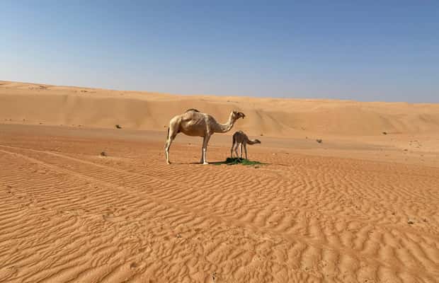 Immagine nº 1 di Da Muscat: Tramonto sulle sabbie di Wahiba con cena nel campo deserto attività a Regione al-Sharqiyya, caricata dal fornitore