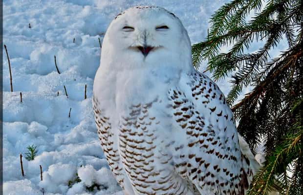 bild nr.1 av Rovaniemi: Ranua's Wildlife Park Biljett med transport aktivitet i Norra Österbotten, uppladdad av arrangören