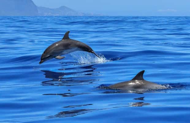 изображение № 1 от Град Сиде: Круиз до остров Делфините с обяд и напитки за дейност из Провинция Анталия, качено от доставчика