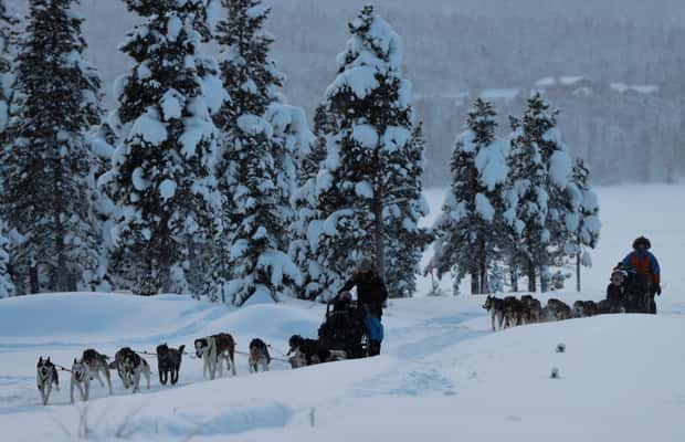Kiruna: Husky-Schlittenfahrt am Morgen – Gleitend durch Lapplands Winter