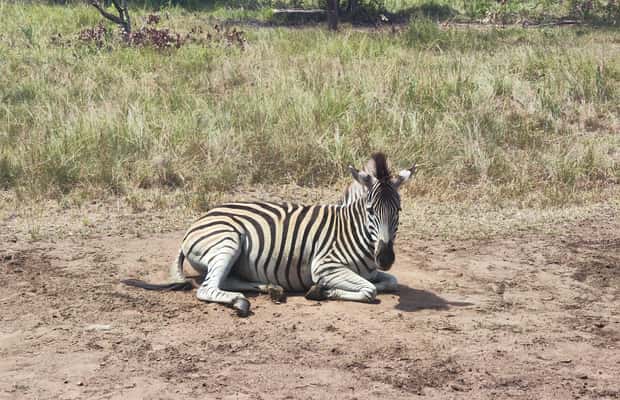 image n.1 of Accra: Half day private safari with pick up activity in Accra, uploaded by supplier