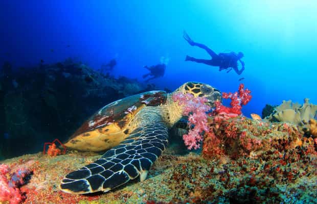 Kemer içindeki Antalya/Kemer: 2 Dalış ve Öğle Yemeği Dahil Scuba Dalış Deneyimi etkinliğinin tedarikçi tarafından yüklenen 1 no'lu görseli