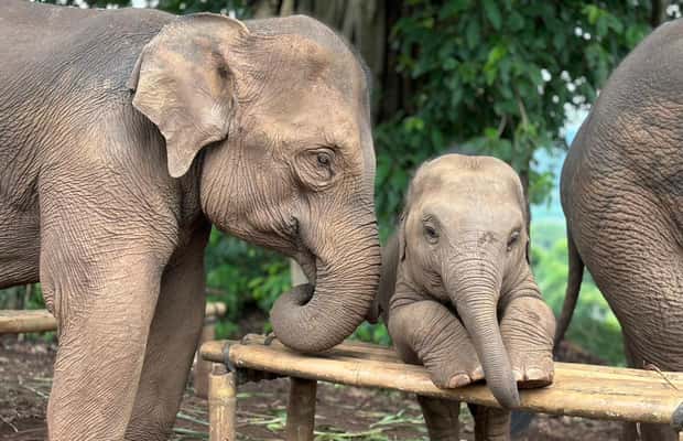 image n.1 of Chiang Mai: Elephant Sanctuary, Waterfall & Bamboo Rafting activity in Chiang Mai, uploaded by supplier