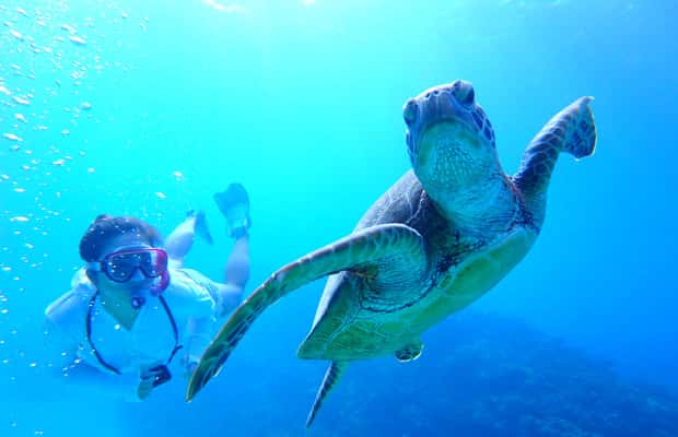 image n.1 of Okinawa : Kerama Whole Day Snorkeling Tour From Chatan activity in Okinawa, uploaded by supplier