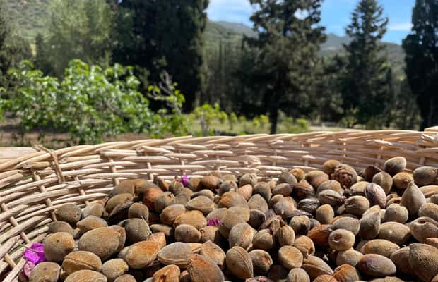 image n.1 of Near Cagliari: Almond Blossom Magic at "In Our Garden" (new) activity in Quartu Sant'Elena, uploaded by supplier