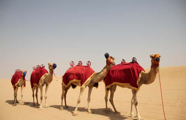 image n.1 of Dubai: Bedouin Camp, Dune Safari, Falcon Show & BBQ Dinner activity in Dubai, uploaded by supplier