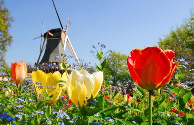 Lisse içindeki Anvers: Tam Gün Hollanda Rehberli Keukenhof & Yel Değirmenleri Turu etkinliğinin tedarikçi tarafından yüklenen 1 no'lu görseli