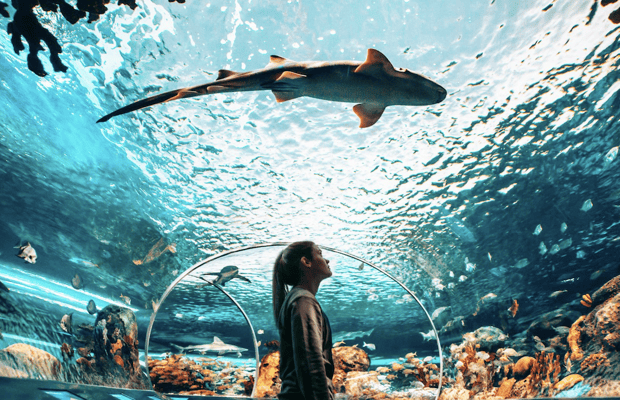 imagen n.º 1 de Toronto Ripley's Aquarium of Canada Ticket de entrada actividad en Toronto, subida por el proveedor