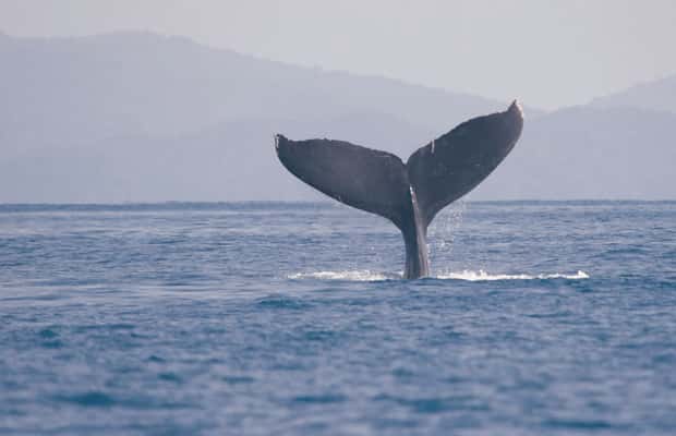 image n.1 of Uvita: Marino Ballena National Park Whale-Watching Tour activity in Jaco, uploaded by supplier