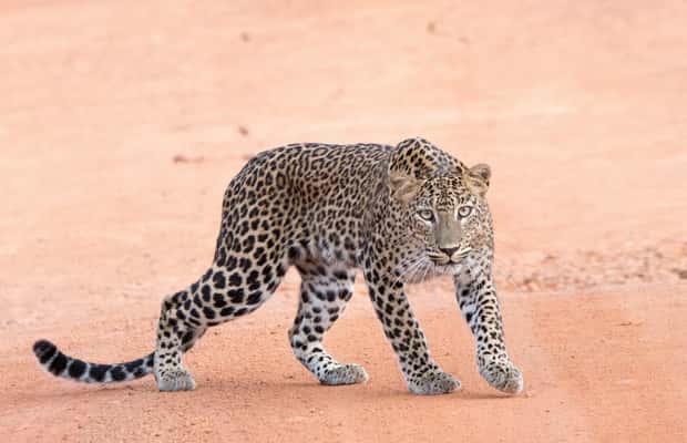 image n.1 of Yala Safari Tour from Hambantota Port area (Shore Excursion) activity in Hambantota, uploaded by supplier
