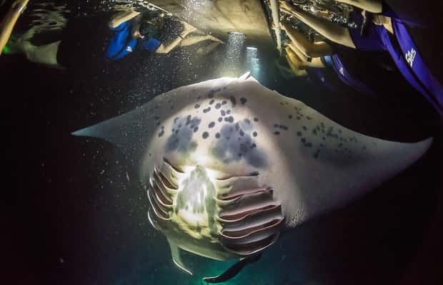 foto no. 1 dari aktivitas Pulau Besar: Berenang Malam Bersama Pari Manta dengan Cokelat Panas di Kahaluu-Keauhou, diunggah oleh pemasok