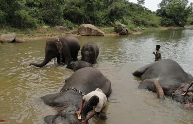 image n.1 of من بنغالور: جولة خاصة في منتزه بانيرغاتا ومعالم المدينة activity in بنغالور, uploaded by supplier