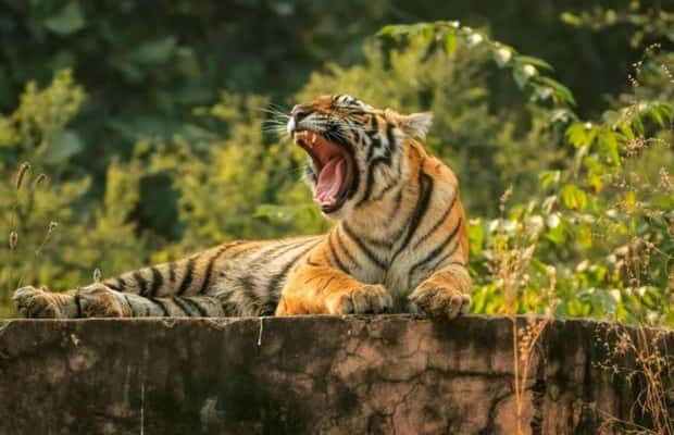 imagem n.1 de De Délhi: 6 dias de carro em Délhi, Jaipur, Agra e Ranthambore atividade em Nova Delhi, carregada pelo fornecedor