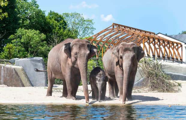 bild nr.1 av Amsterdam: ARTIS Royal Zoo inträdesbiljett aktivitet i Amsterdam, uppladdad av arrangören