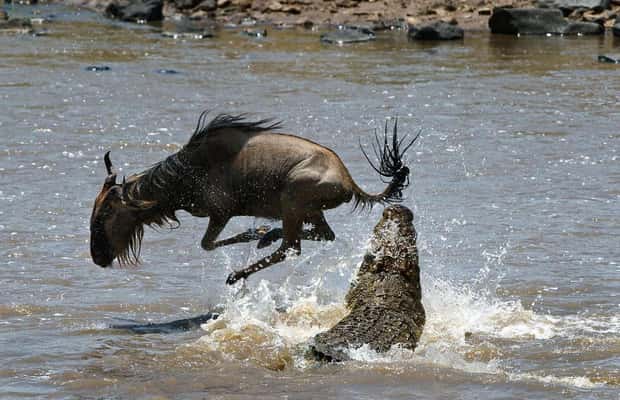 image n.1 of From Nairobi :3 days 2 nights Masai Mara Group 4WD Safari activity in Central Kenya, uploaded by supplier