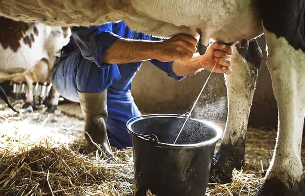 image n.1 of Amalfi: Milk the cows, Make Pasta, Mozzarella and Tiramisù! activity in Furore, uploaded by supplier