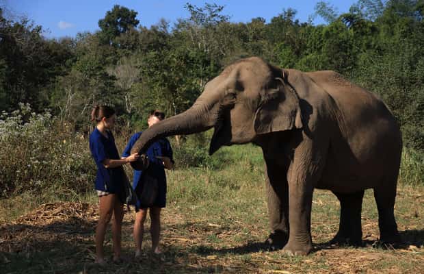 image n.1 of Chiang Mai: Doi Inthanon Hiking Tour & Elephant Care Program activity in Chiang Mai, uploaded by supplier