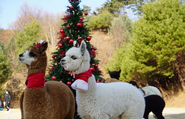 imagen n.º 1 de Seúl: Alpaca/Nami/Eobi (+RailBike, fresas opcionales) Tour actividad en Provincia de Gangwon, subida por el proveedor