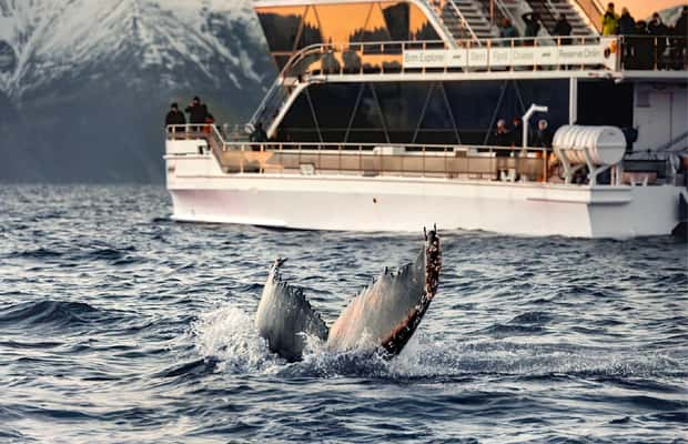 Bild Nr. 1 von Tromsø: Walbeobachtungstour mit dem Hybrid-Elektroboot Aktivität in Tromsø, hochgeladen vom Anbieter