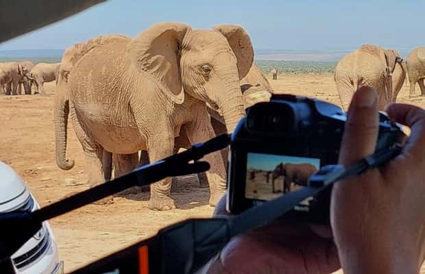 image n.1 of Addo Elephant National Park: Full-Day Safari with Lunch activity in Eastern Cape, uploaded by supplier
