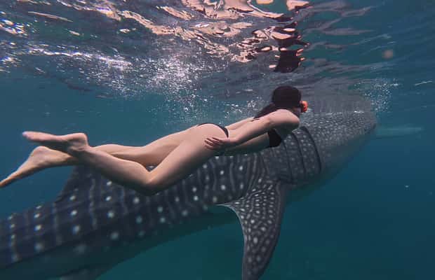 imagem n.1 de Cebu Oslob WhaleShark,Inambakan Falls& Moalboal Sardines Run atividade em Oslob, carregada pelo fornecedor