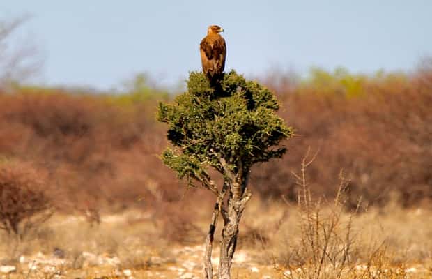 afbeelding n.1 van 4 dagen Etosha National Park en Swakopmund Lodging activiteit in Kunene-regio, geüpload door aanbieder