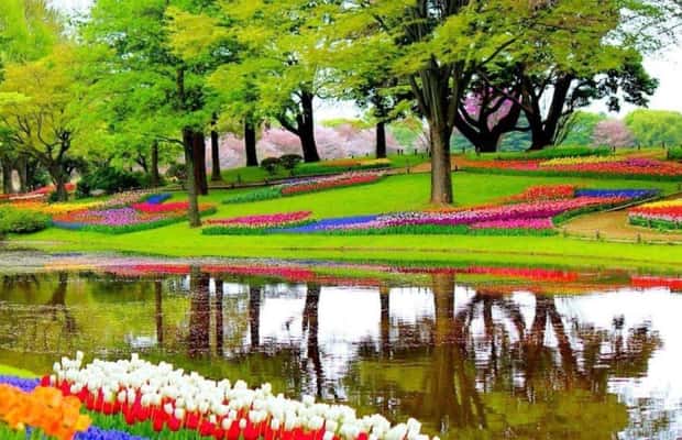 foto no. 1 dari aktivitas Dari Den Haag: Tur Pribadi Keukenhof & Kincir Angin di Lisse, diunggah oleh pemasok