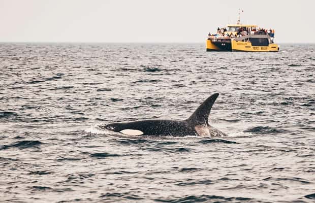 image n.1 of Vancouver: Covered Whale Watching Adventure with Free Photos activity in Vancouver, uploaded by supplier
