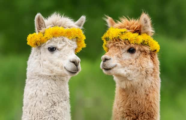 imagen n.º 1 de Seúl: Mundo Alpaca, Isla Nami, Railbike, Jardín/Parque actividad en Chuncheon, subida por el proveedor