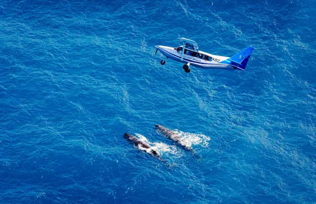 image n.1 of Kaikoura: Whale Watching Flight with Guided Commentary activity in Kaikoura, uploaded by supplier
