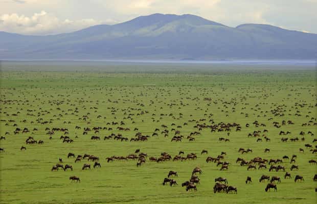 Bild Nr. 1 von 7 Tage Budget-Camping – Tarangire, Serengeti, Ngorongoro... Aktivität in Arusha (Region), hochgeladen vom Anbieter