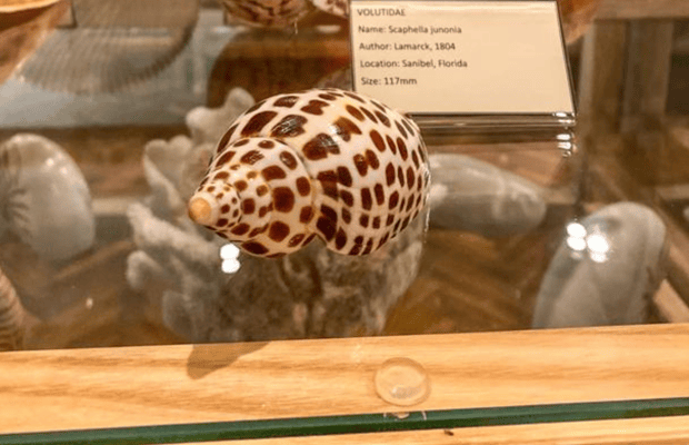 image n.1 of Cavtat: Shell Museum Entry Ticket with Guided Tour Option activity in Cavtat, uploaded by supplier