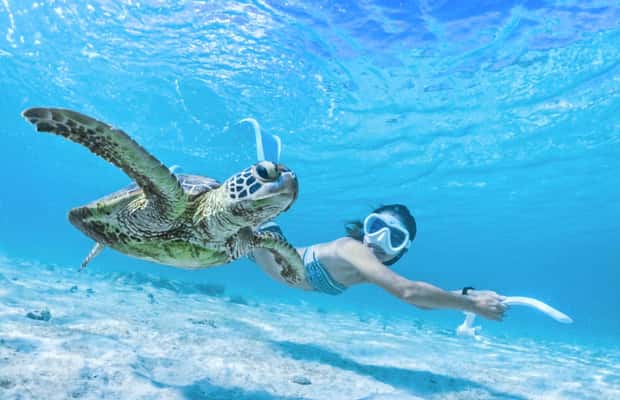 【077】海のリング／珊瑚／亀／熱帯魚／海 宮古島：海亀スノーケリングツアー | GetYourGuide
