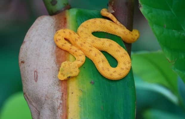 bild nr.1 av Cahuita: Guidad vandring genom Cahuita nationalpark aktivitet i Cahuita, uppladdad av arrangören