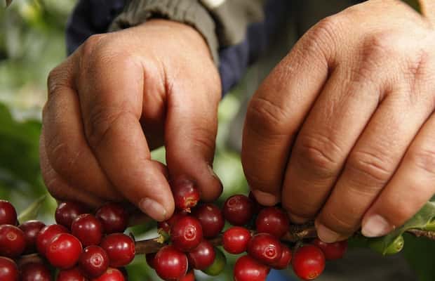 slika št. 1 aktivnosti Buon Ma Thuot: pristna izkušnja na farmi kave s kosilom na destinaciji Buon Ma Thuot, naložil dobavitelj