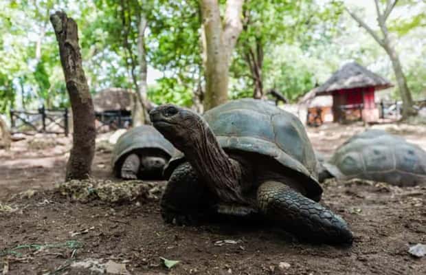 1. attēls no ZANZIBĀRA: Džozani mežs, tauriņu centrs un bruņurupuču parks aktivitātes Ungujas dienvidu reģions, augšupielādējis partneris