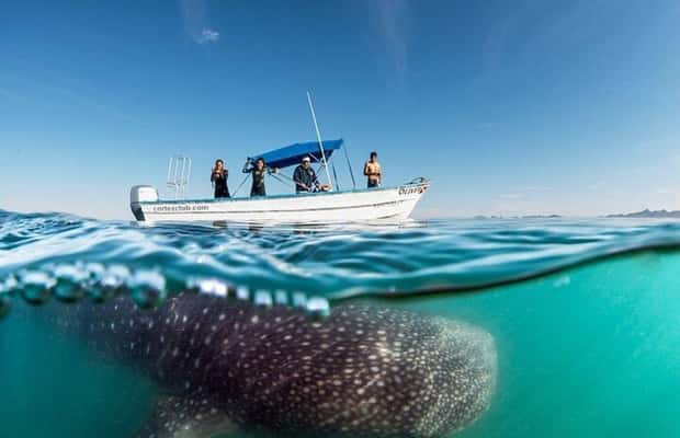 image n.1 of From La Paz: Whale Sharks, Sea Lions & Balandra Beach Combo activity in Baja California Sur, uploaded by supplier