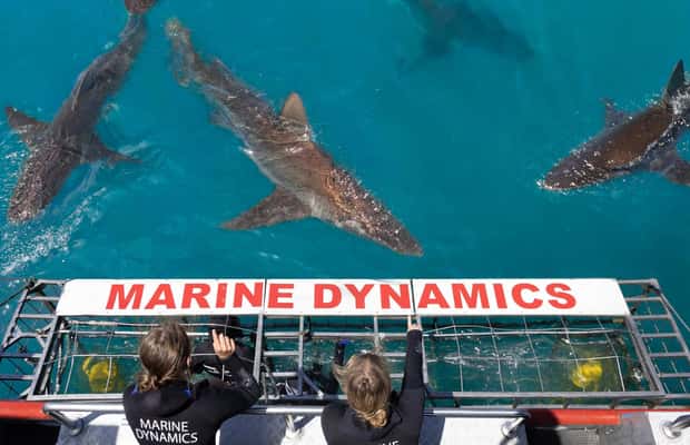 image n.1 of Cape Town: Gansbaai Eco-Friendly Shark Cage Diving Cruise activity in Cape Town, uploaded by supplier