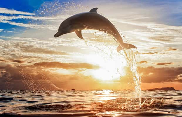 imagem n.1 de Norte de Bali: Excursão ao nascer do sol com golfinhos, cascatas e templos atividade em Bali, carregada pelo fornecedor