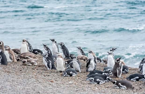 image n.1 of Cruise Shore Exc. Ea San Lorenzo (Penguins) Lunch Included activity in Argentina, uploaded by supplier