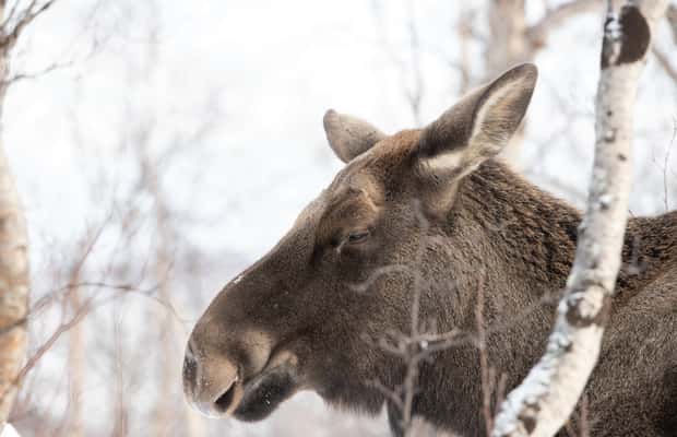 image n.1 of Abisko: Wilderness Snowshoe Hike activity in Norrbotten County, uploaded by supplier