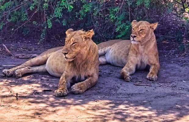 image n.1 of From Zimbabwe: Chobe Safari and Quadripoint Day trip activity in Victoria Falls Town, uploaded by supplier