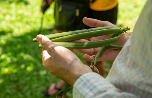 image n.1 of Manuel Antonio Villa Vanilla spice tour activity in Puntarenas Province, uploaded by supplier