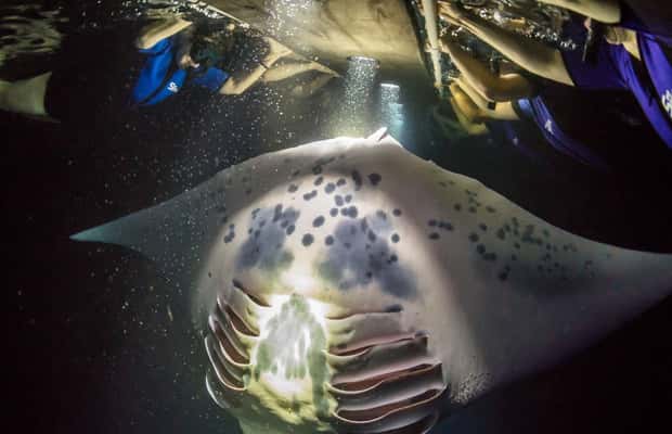 Immagine nº 1 di Snorkeling notturno con le mante a Kona (politica di garanzia delle mante) attività a Kailua, caricata dal fornitore