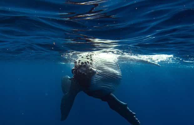 image n.1 of Tahiti island: Whale watching Experience activity in Puna'auia, uploaded by supplier